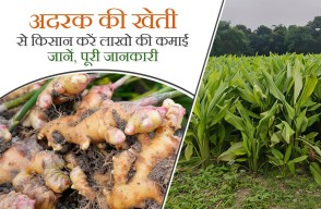 Ginger Farming in Hindi: किसान करें अदरक की खेती से लाखों की कमाई, जानें, पूरी जानकारी, आइए Khetivyapar पर जानें